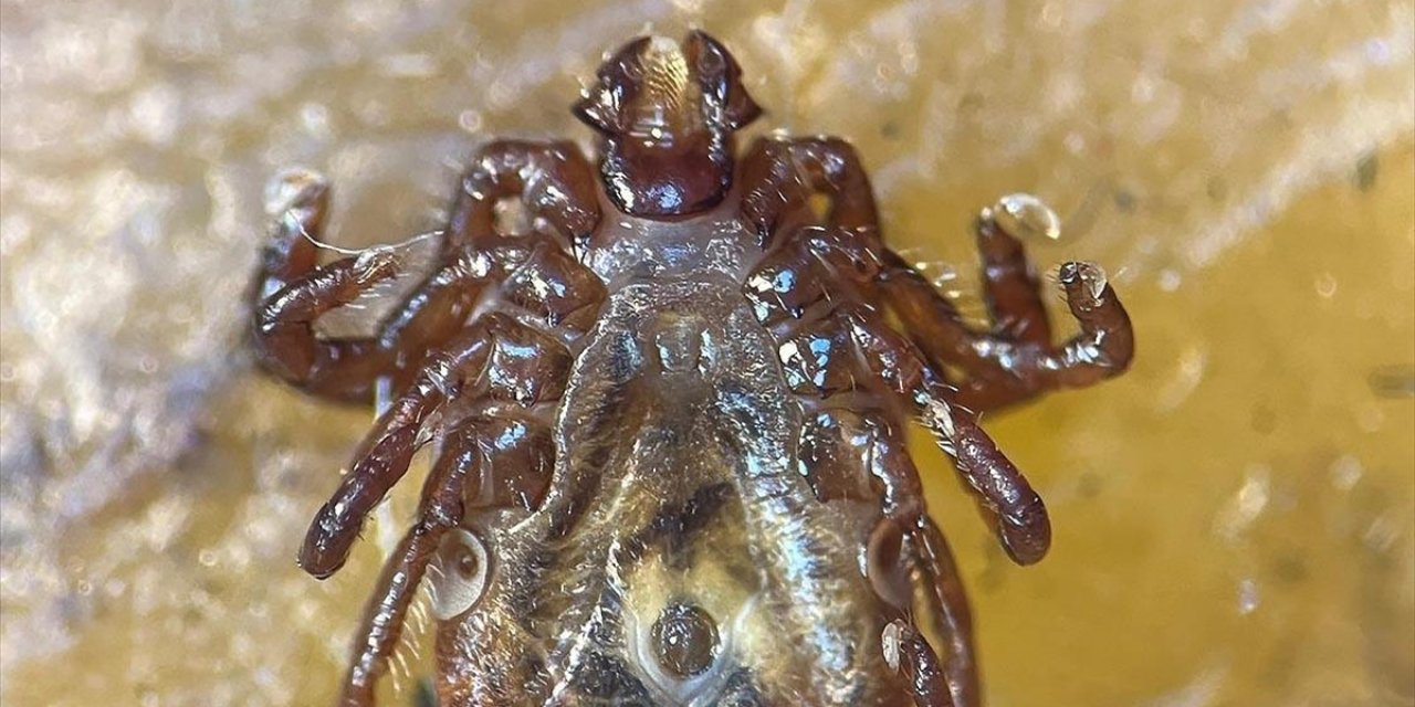 Yeni Tespit Edilen Kene Türkiye'deki 56. Tür Olarak Kayıtlara Geçti