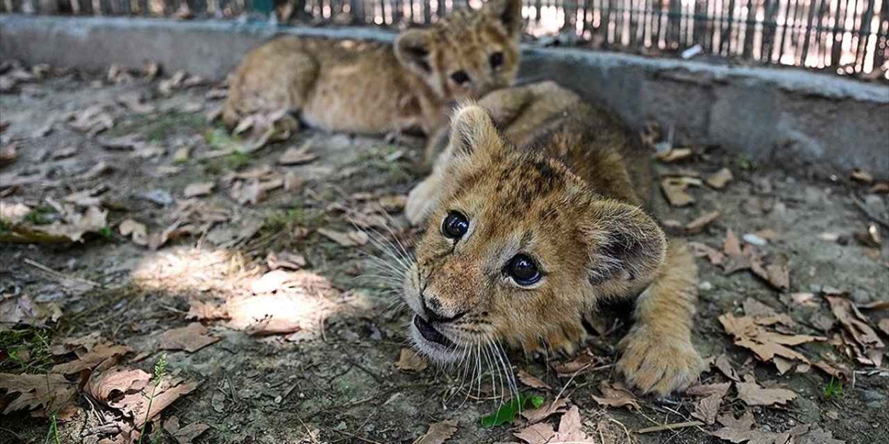 İkiz Aslan Yavruları "Osimhen" ve "Ciro" Yaşam Parkının Maskotu Oldu