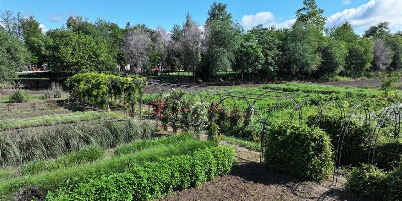 Edirne'de Çiçekler ve Aromatik Bitkilerin Yer Aldığı "Koku Tüneli" Oluşturuldu