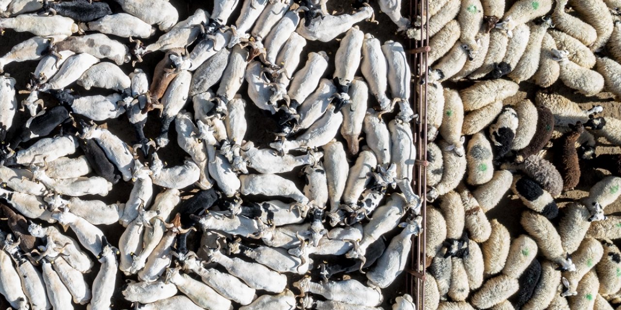 Bayram Dolayısıyla 3 Milyonun Üzerinde Kurbanlık Satıldı