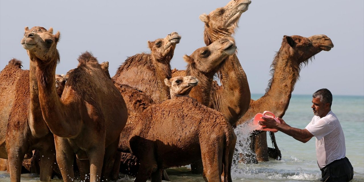 İran'ın Güneyindeki Keşm Adası'nda Develeri "Denizde Yıkama" Geleneği Asırlardır Sürüyor