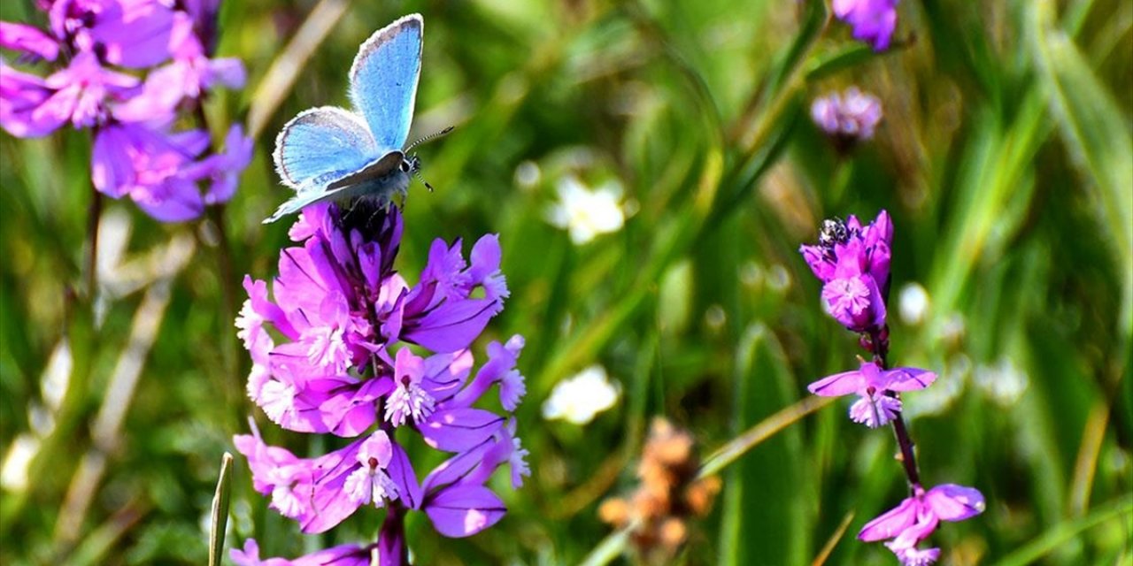 Kars'ın Yüksek Kesimleri Rengarenk Çiçeklerle Kaplandı