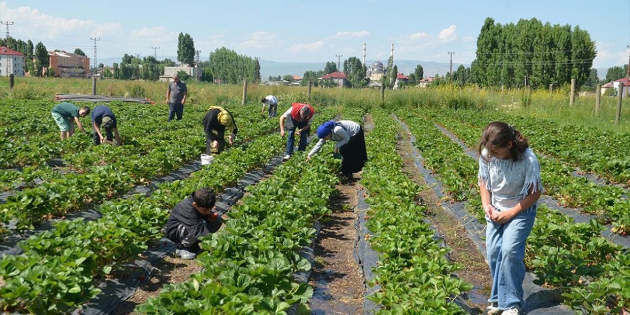 Muş'ta Çilek Hasadı Başladı