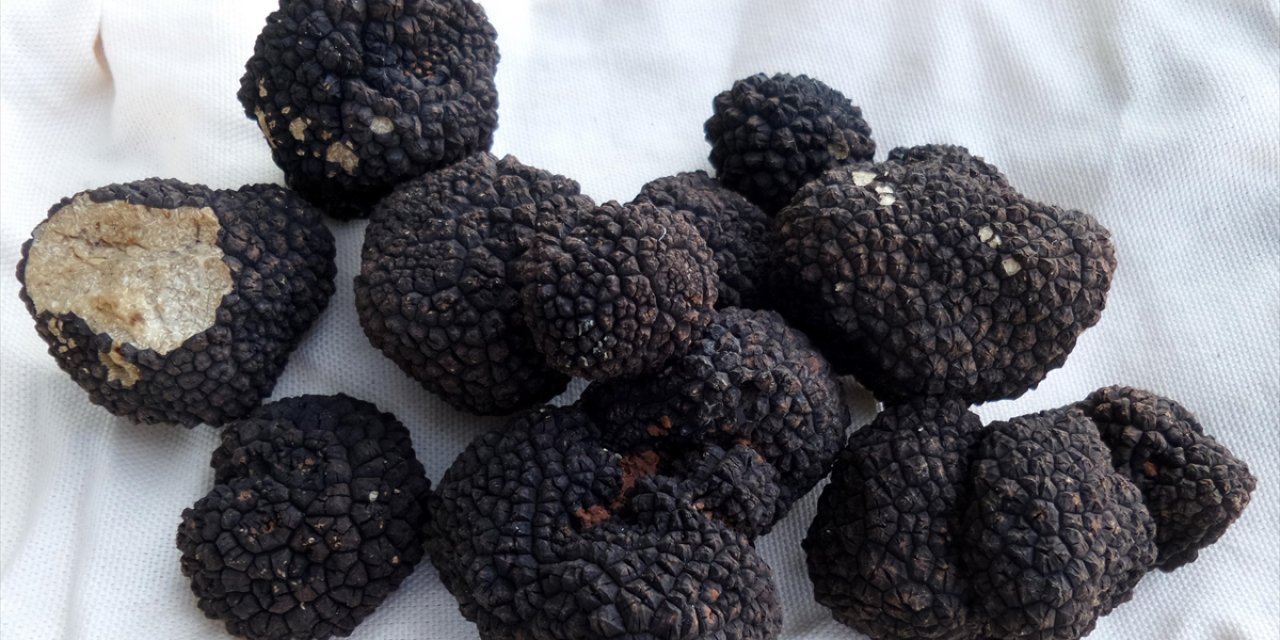 Trüf Mantarı Türkiye Ekonomisine Geçen Yıl 650 Milyon Lira Katkı Sağladı