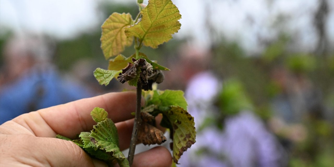 TBMM Komisyonu, Düzce ve Sakarya'da Zirai Dondan Etkilenen Bahçeleri İnceledi