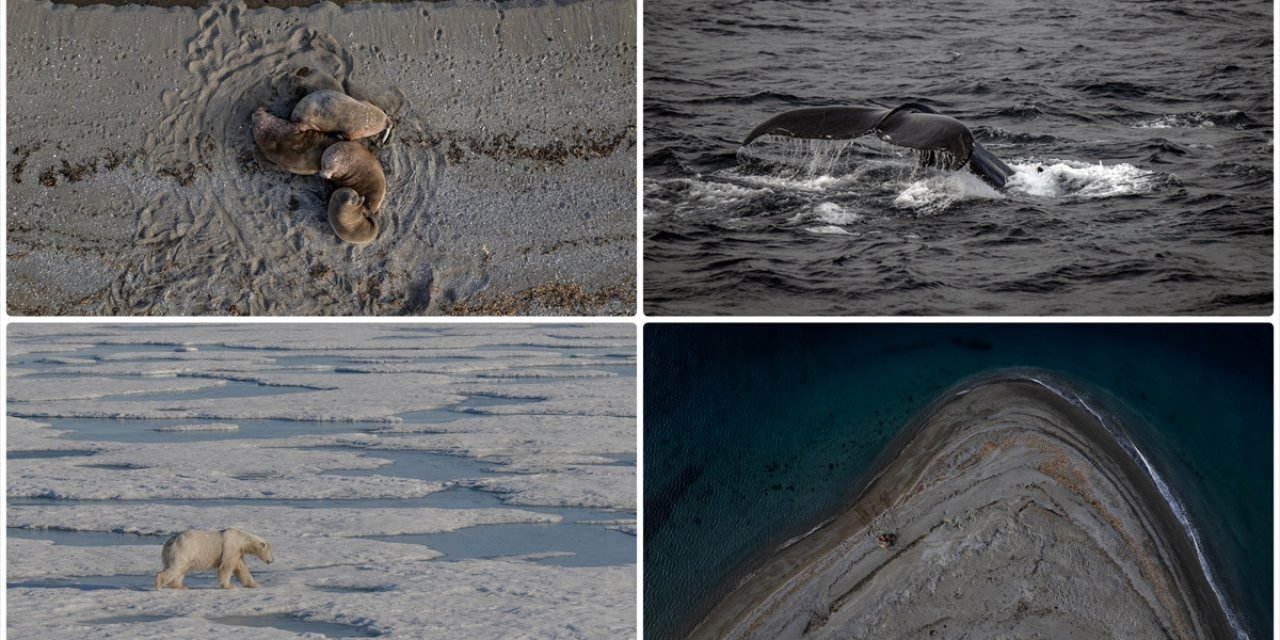 Arktik'teki Cıva Kirliliği, Yerli Topluluklar Ve Yaban Hayatı İçin Uzun Vadeli Tehdit Oluşturuyor