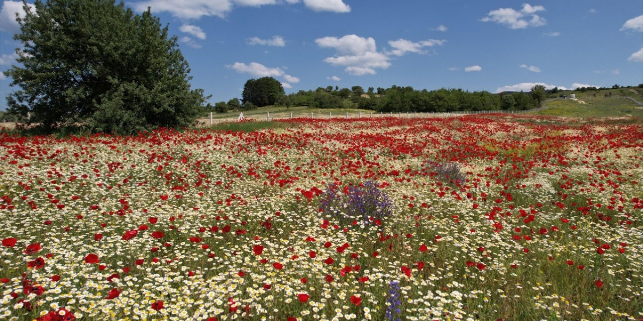 Kastamonu'da Rengarenk Çiçeklerin Süslediği Araziler İlgi Görüyor
