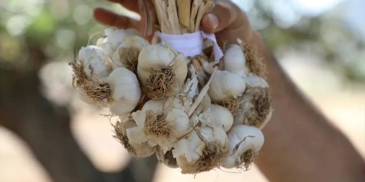 Hasankeyf'te Tescilli Sarımsağın Hasadı Yapıldı