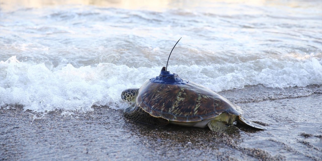 Mersin'de Uydu Takip Cihazı Takılan Yeşil Deniz Kaplumbağası Mavi Sulara Bırakıldı