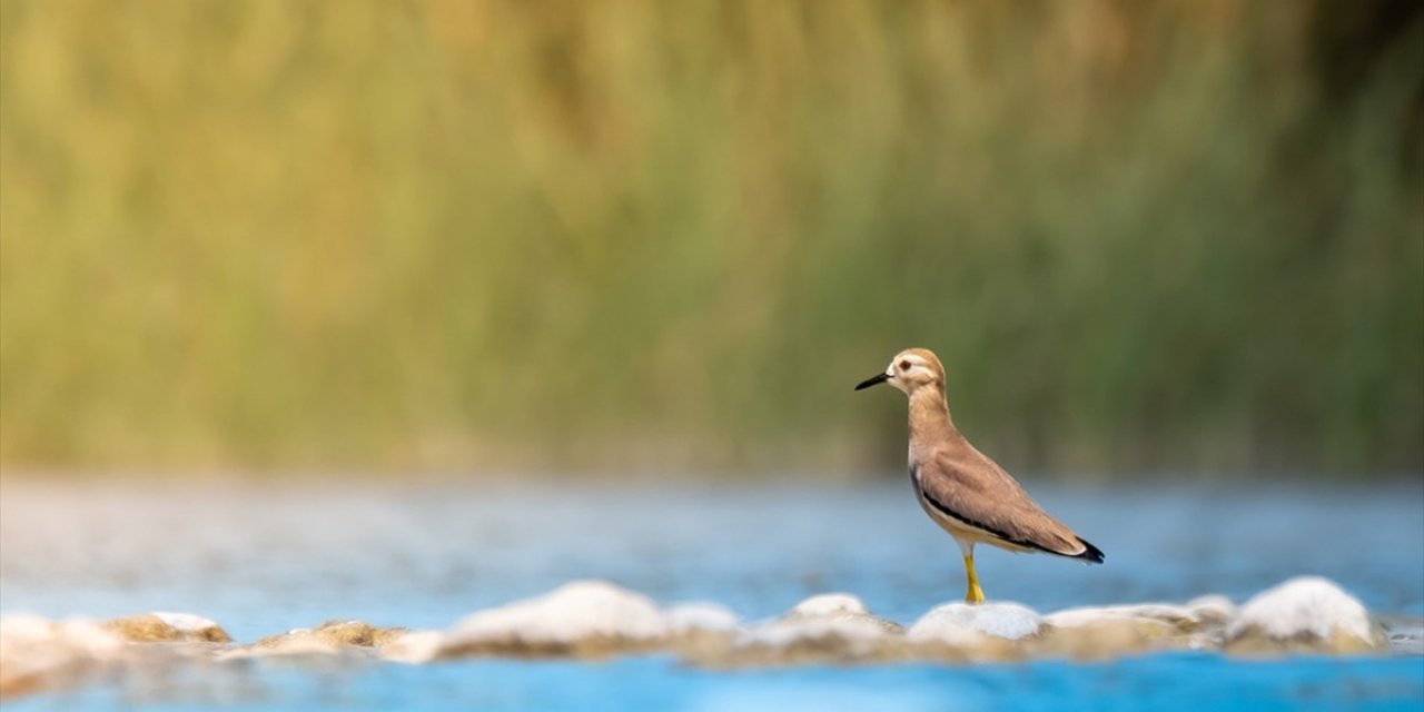 Antalya'da 220 Kuş Türü Gözlemlendi