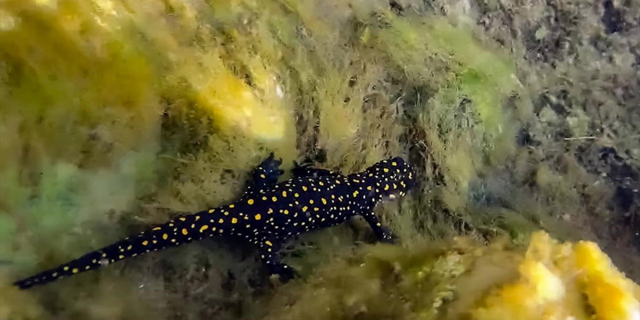 Nesli Tükenme Tehlikesi Altındaki "Türk Semenderi"nin Yüzlercesi Su Altında Görüntülendi