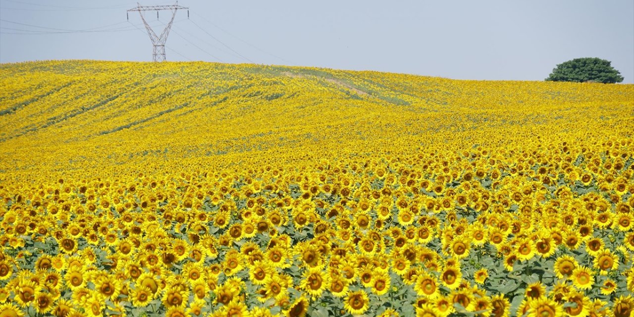 Tekirdağ'ın Renkli Tarlaları Kentin Turizmine Katkı Sağlıyor