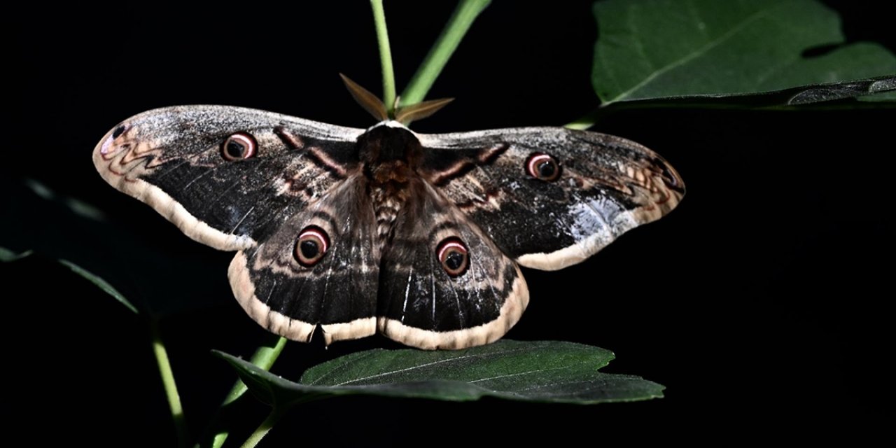 Düzce'de Kanat Açıklığı 15 Santimetre Olan Tavus Kelebeği Bulundu