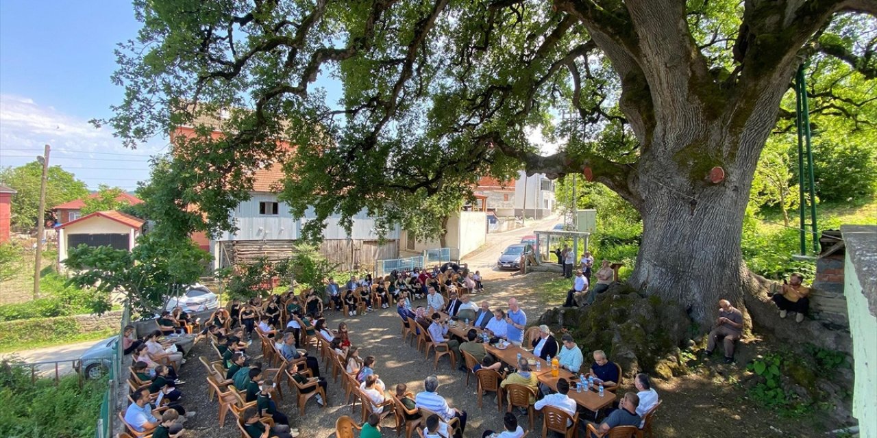 677 Yaşındaki Anıt Ağaç Asırlardır Buluşma Noktası Oluyor