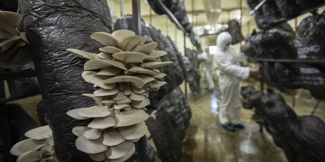 Türkiye'de Mantar Üretimi Artmaya Devam Ediyor