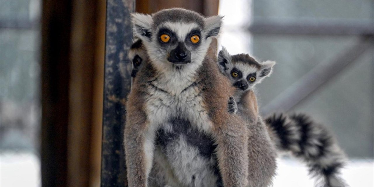 Tarsus Doğa Parkı'nda Hayvan Popülasyonu Yeni Yavrularla Arttı