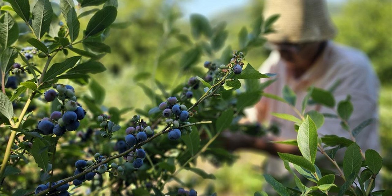 Emekli Doktor, Tüm Birikimini Yatırdığı Mavi Yemiş Yetiştiriciliğini 14 Yıldır Sürdürüyor