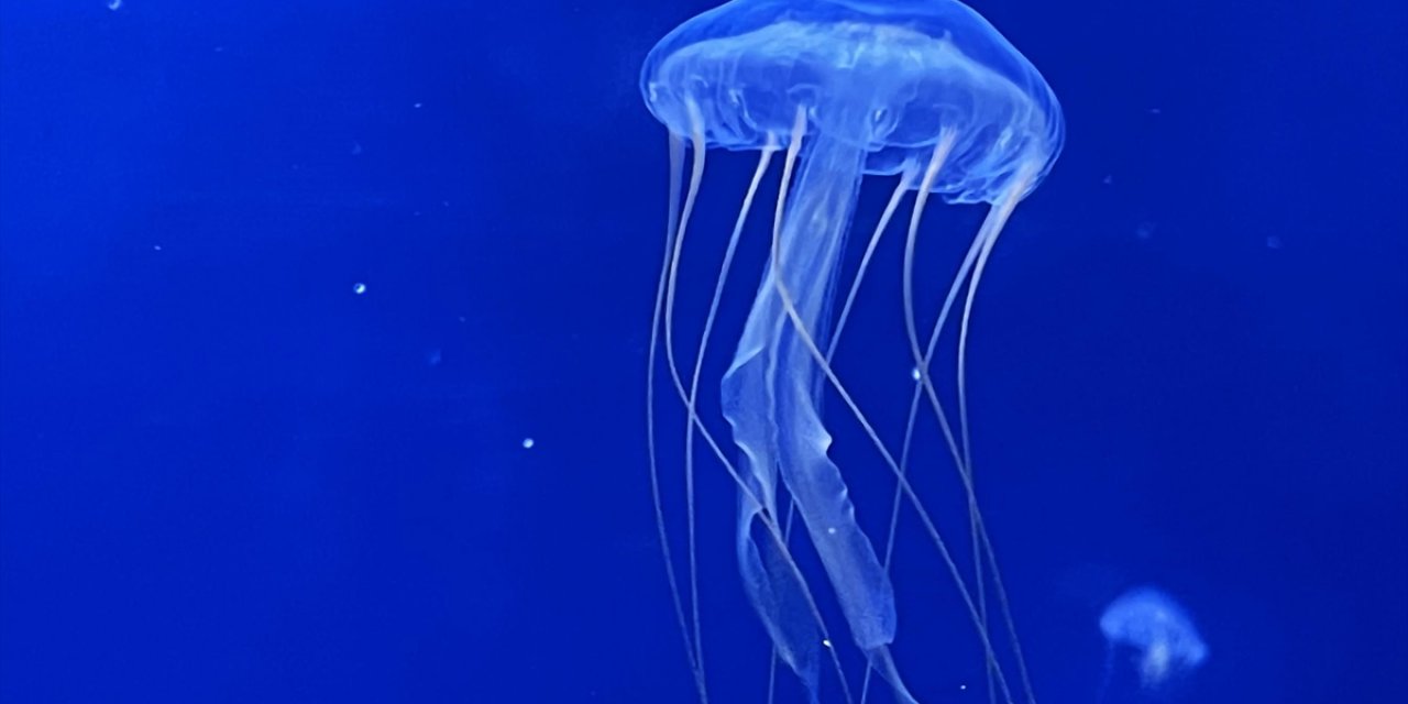 Yunanistan Sahillerinde Çok Sayıda Mor Denizanası Görüldü