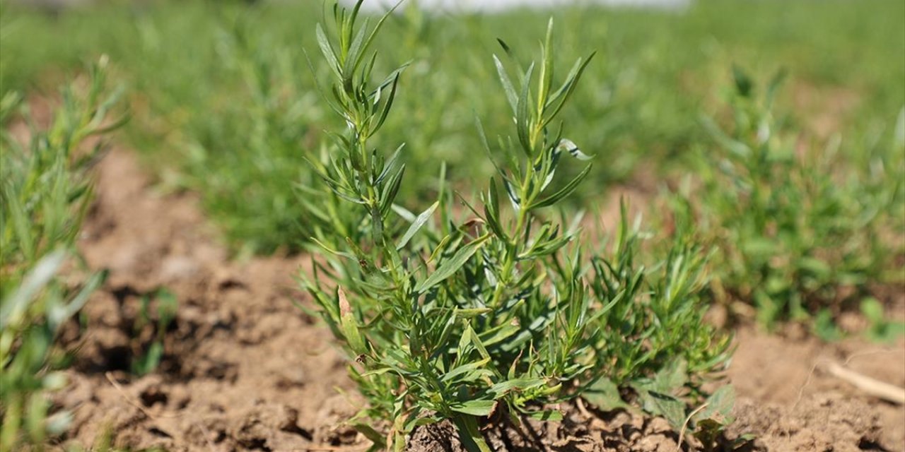 Coğrafi İşaret, "Bayburt Tarhunu"na İhracat Yolunu Açtı