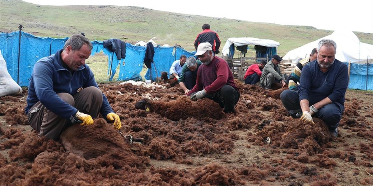 Ağrı Yaylalarında Binlerce Küçükbaş El Birliğiyle Kırkılıyor