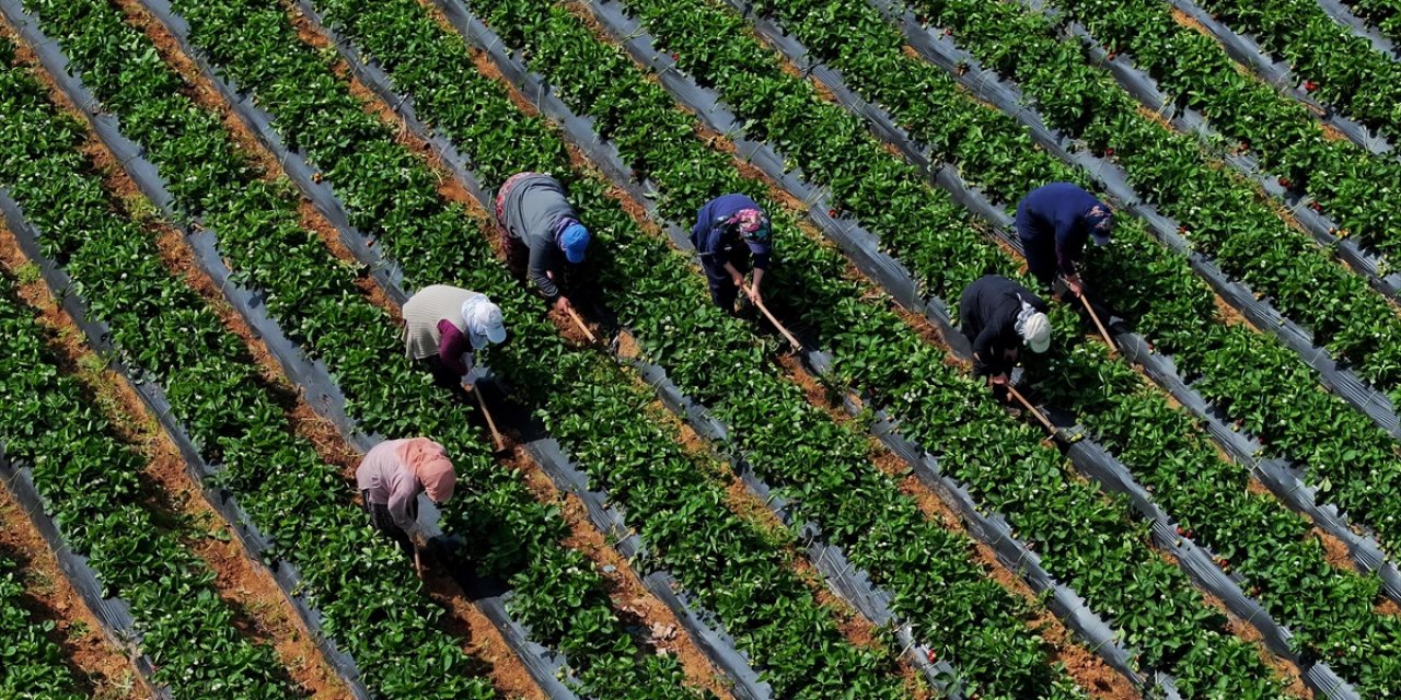 Çiftçilere 5,5 Milyar Lira Destek Ödemesi Bugün Yapılacak