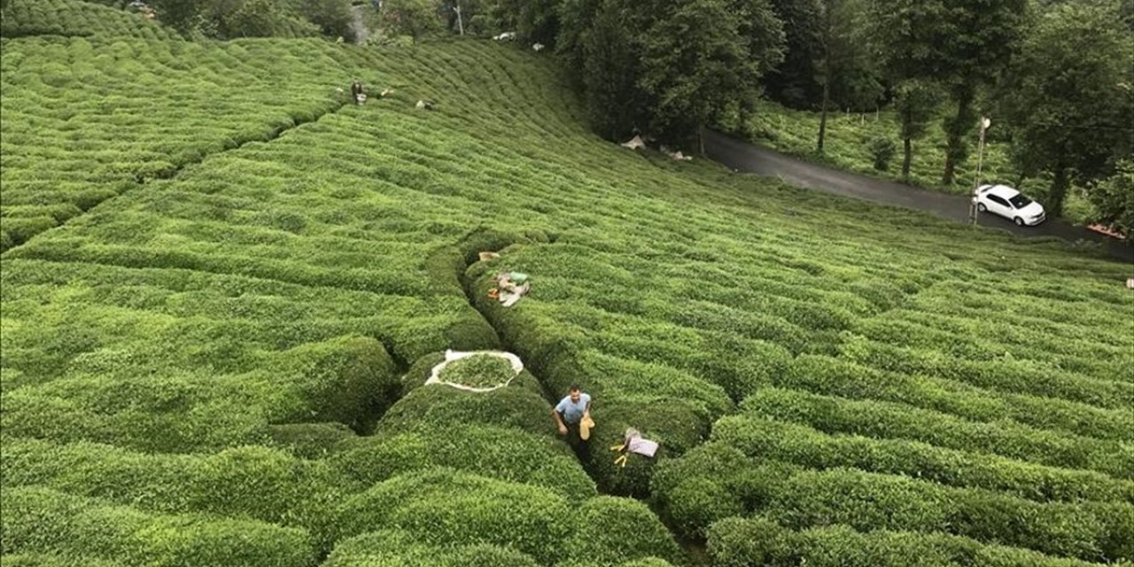 Çaykur'da Birinci Sürgün Yaş Çay Alımları Tamamlandı
