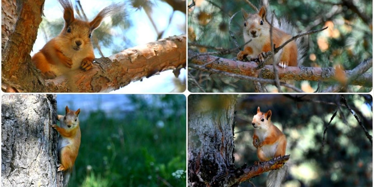 Kars'ta Kızıl Sincaplar Millet Bahçesini Şenlendirdi