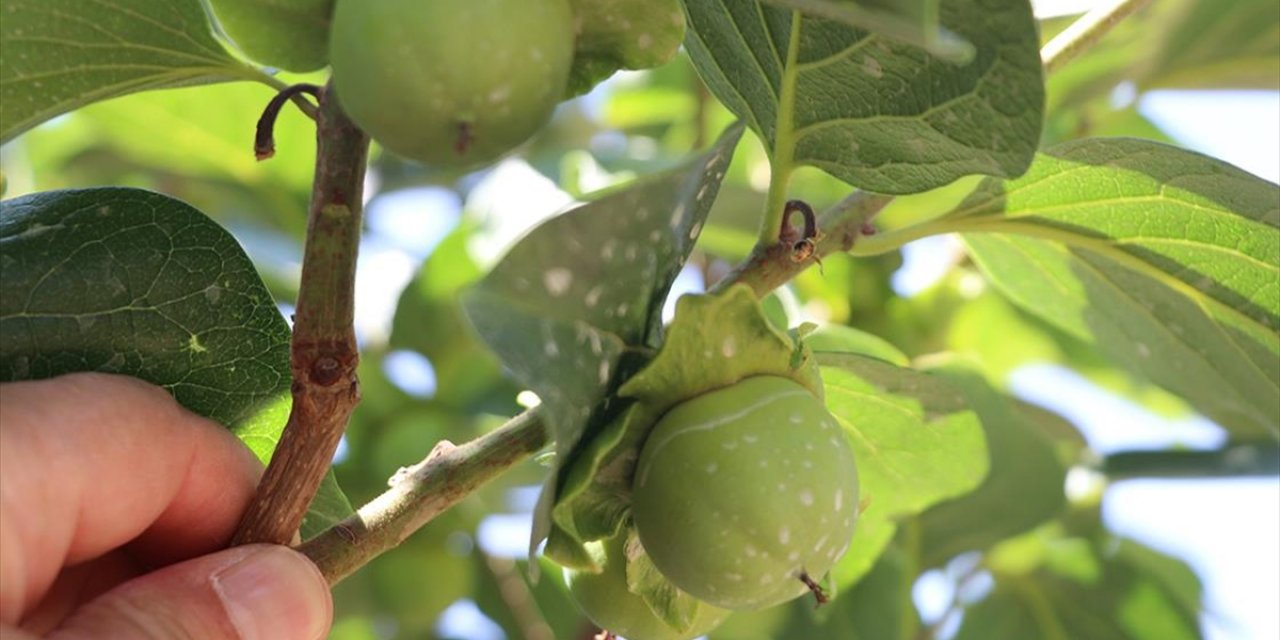 Siirt'te 4 Yıl Önce Dikilen Trabzon Hurması Fidanları İlk Meyvelerini Verdi