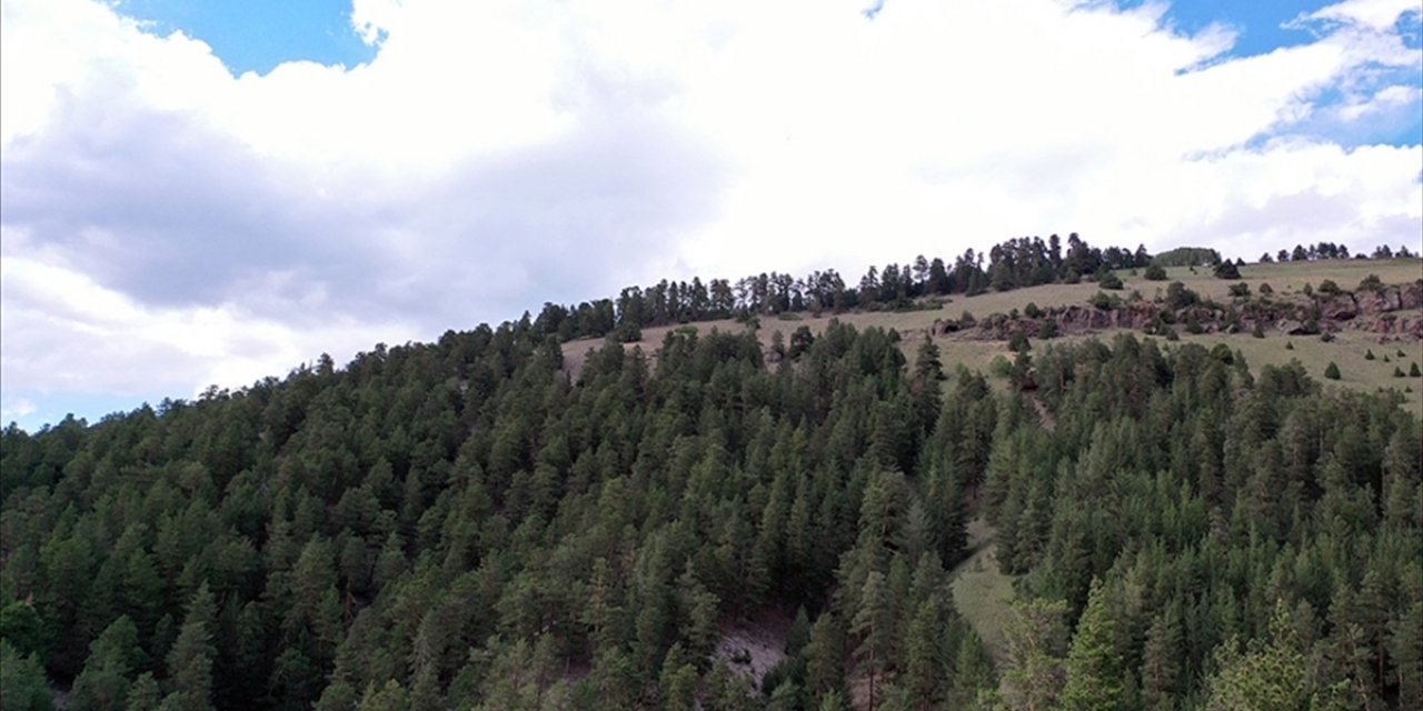 Düzce'de Yangın Riski Taşıyan Ormanlık Alanlara Girişler Yasaklandı