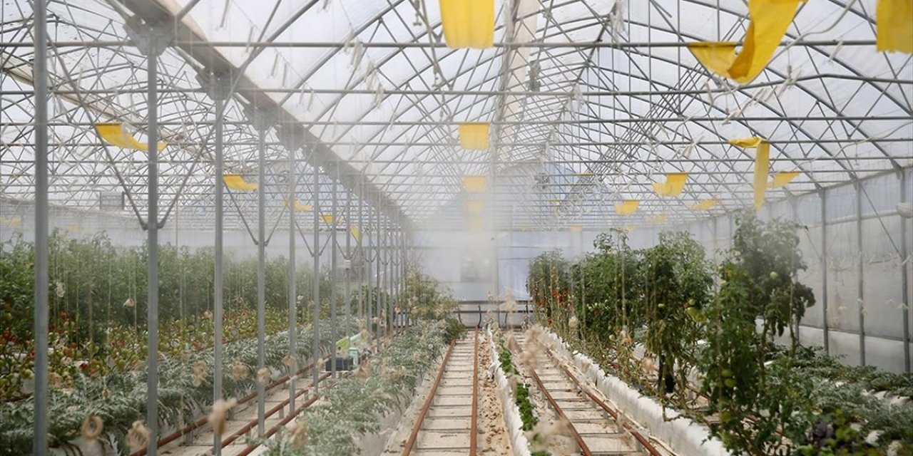 Kocaeli'de Volkanik Cürufla Yetiştirilen Ürünlerin Sulaması Yağmur Suyuyla Yapılıyor