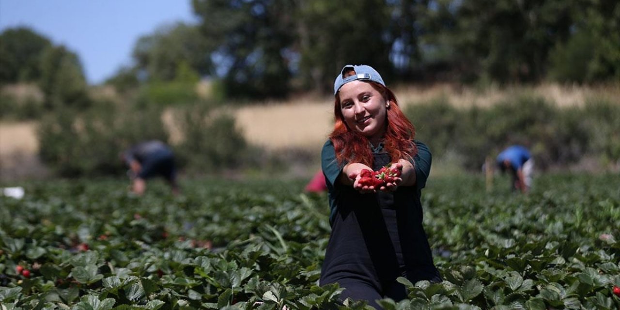 Beyaz Yaka Yerine Tarımı Seçti, Yöresinin En Genç Organik Çilek Üreticisi Oldu