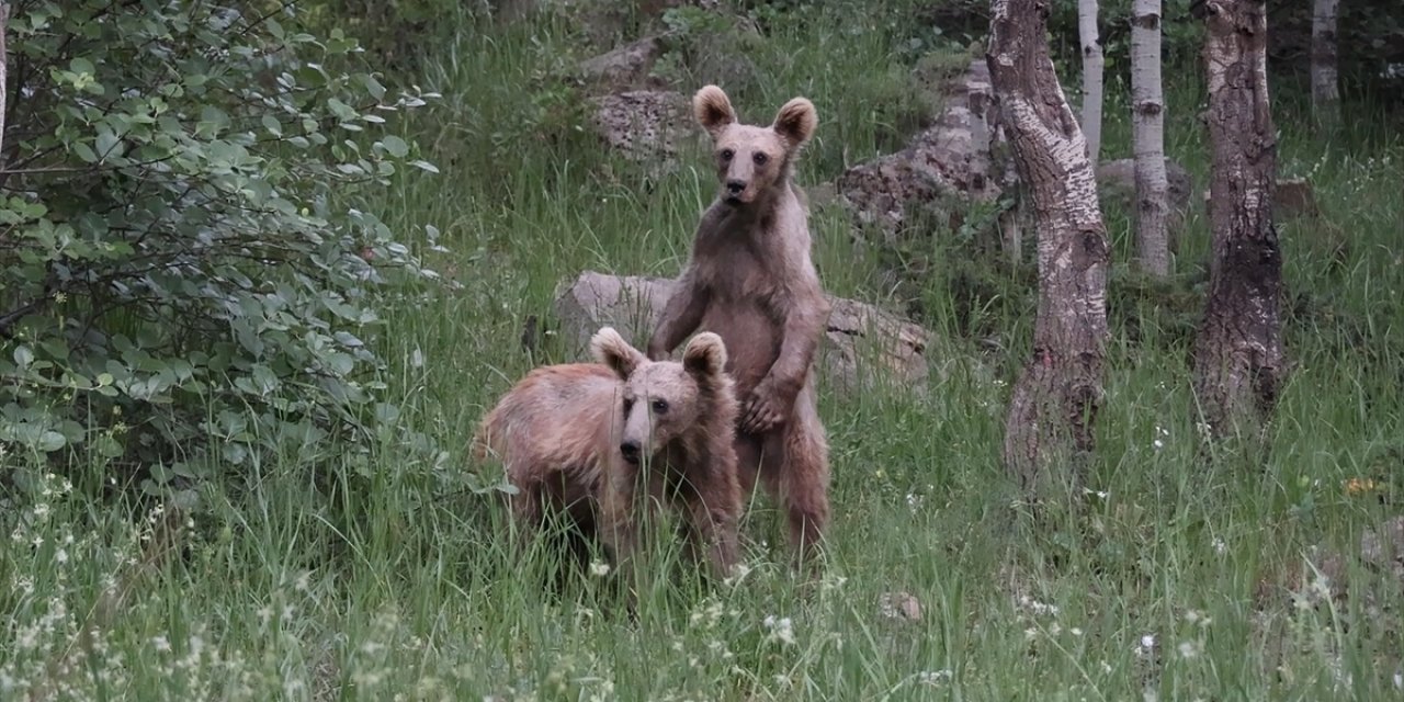 Nemrut Kalderası'ndaki Bozayılar Görenlerin İlgisini Çekiyor