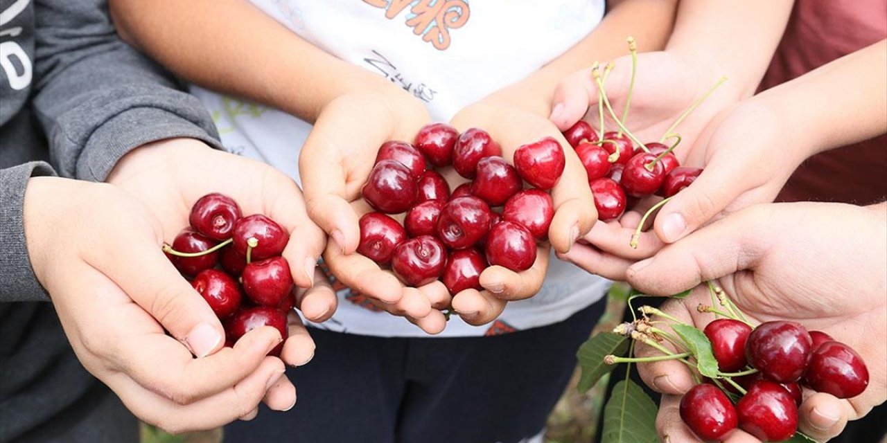 Fidelerini 6 Yıl Önce Diktiği Kiraz Bahçesinde İlk Hasadı Yaptı