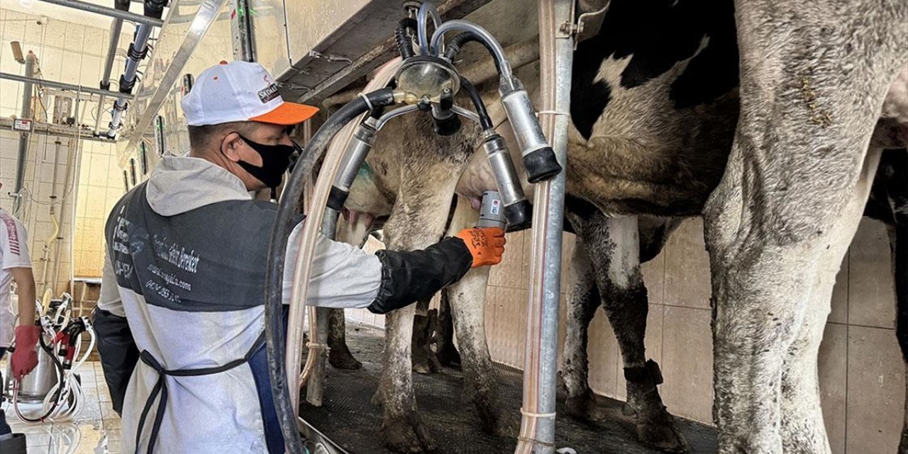 Uçak Mühendisliği Bilgisiyle Sığırlarda Meme İltihabını Önleyen Cihaz Geliştirdiler