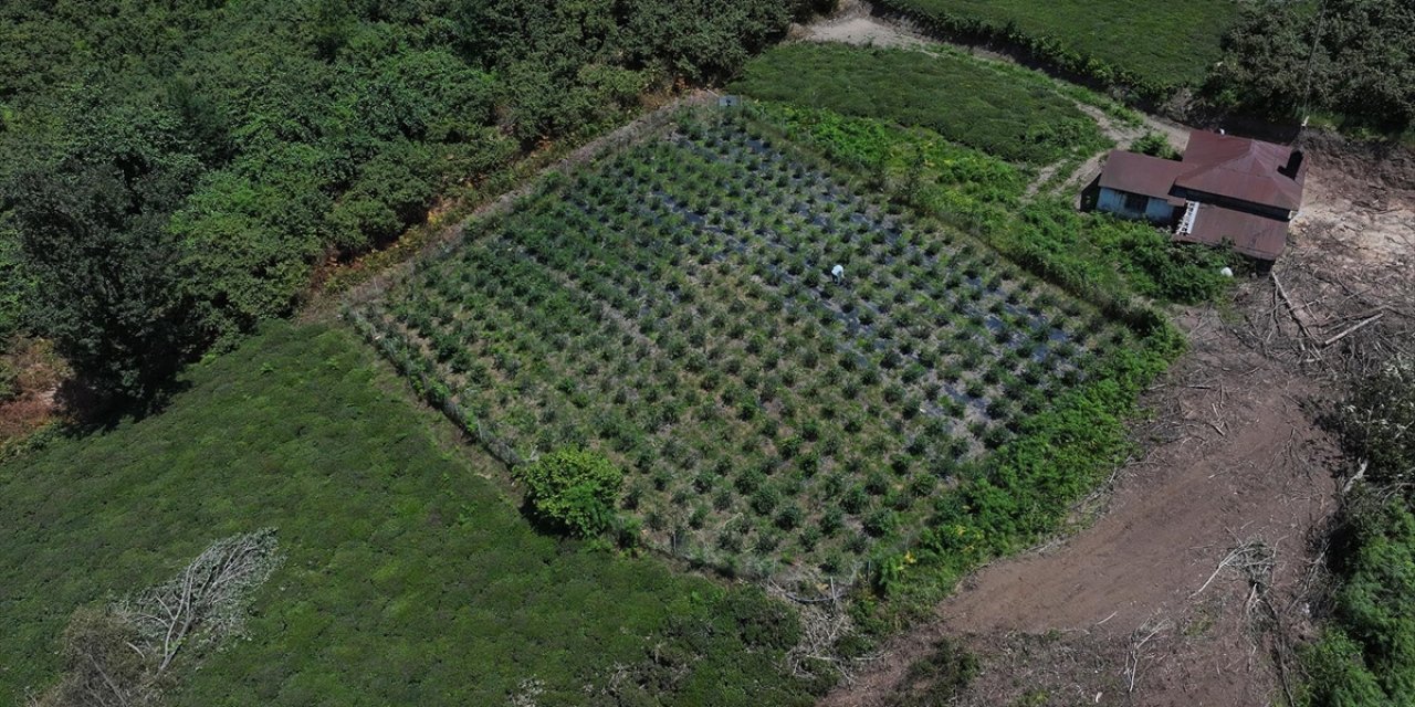 Dededen Kalma Atıl Vaziyetteki Arazisini Maviyemiş Bahçesine Dönüştürdü