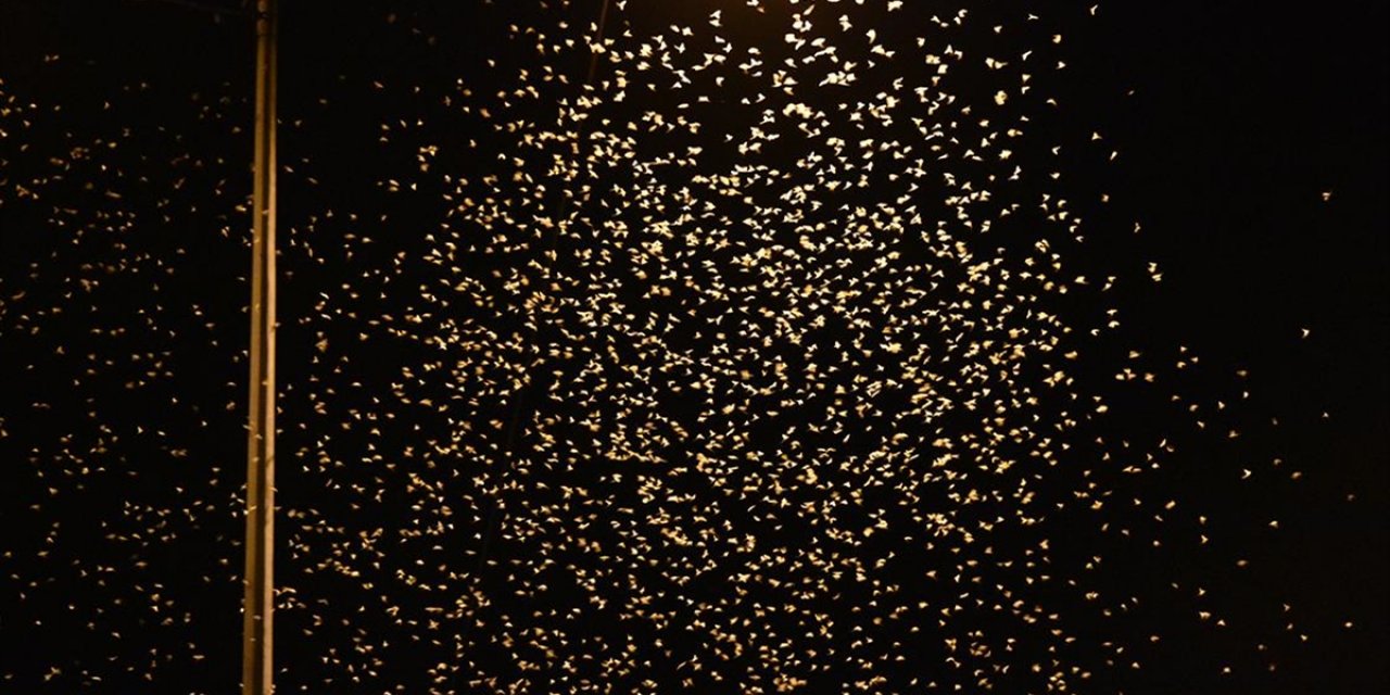 Sakarya'da Birgün Sinekleri "Ölüm Uçuşu" İle Çiftleşti