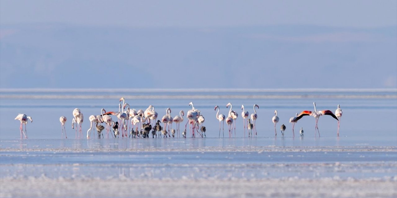 Tuz Gölü'ne Açılan Sondaj Destekli Kanal, Gölün Misafirleri Flamingolara Can Suyu Oldu
