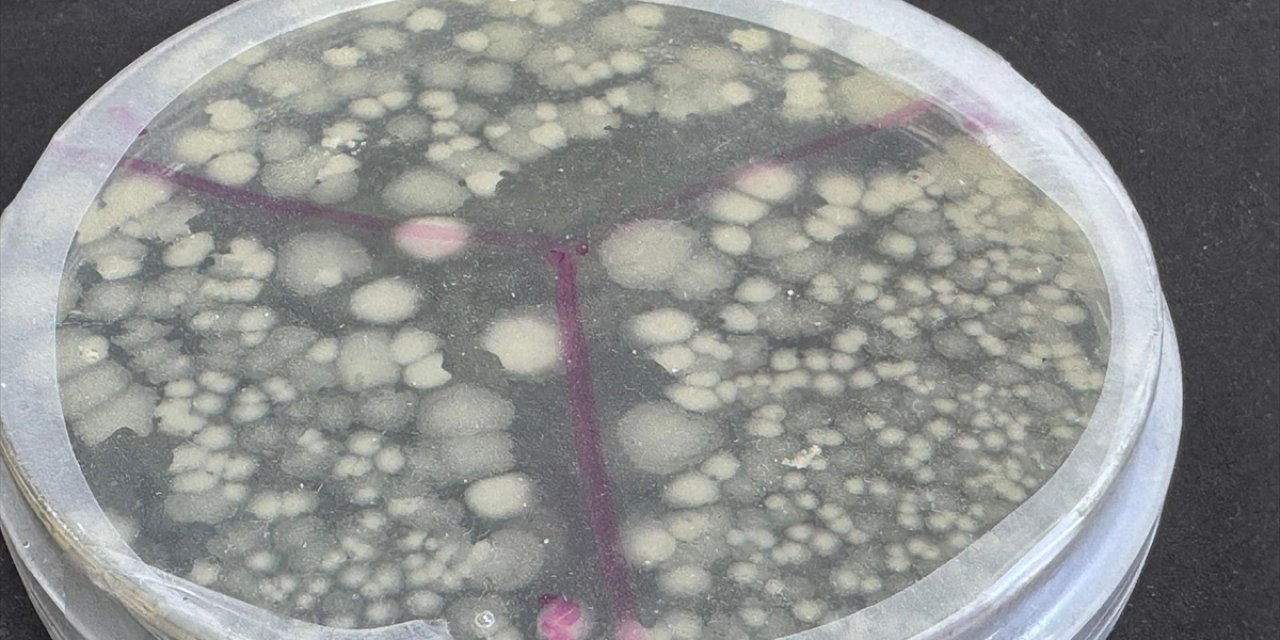 Türkiye'nin İlk Deniz Bakteri İzolatlarını İçeren Mikrobiyal Gübresi Geliştirildi