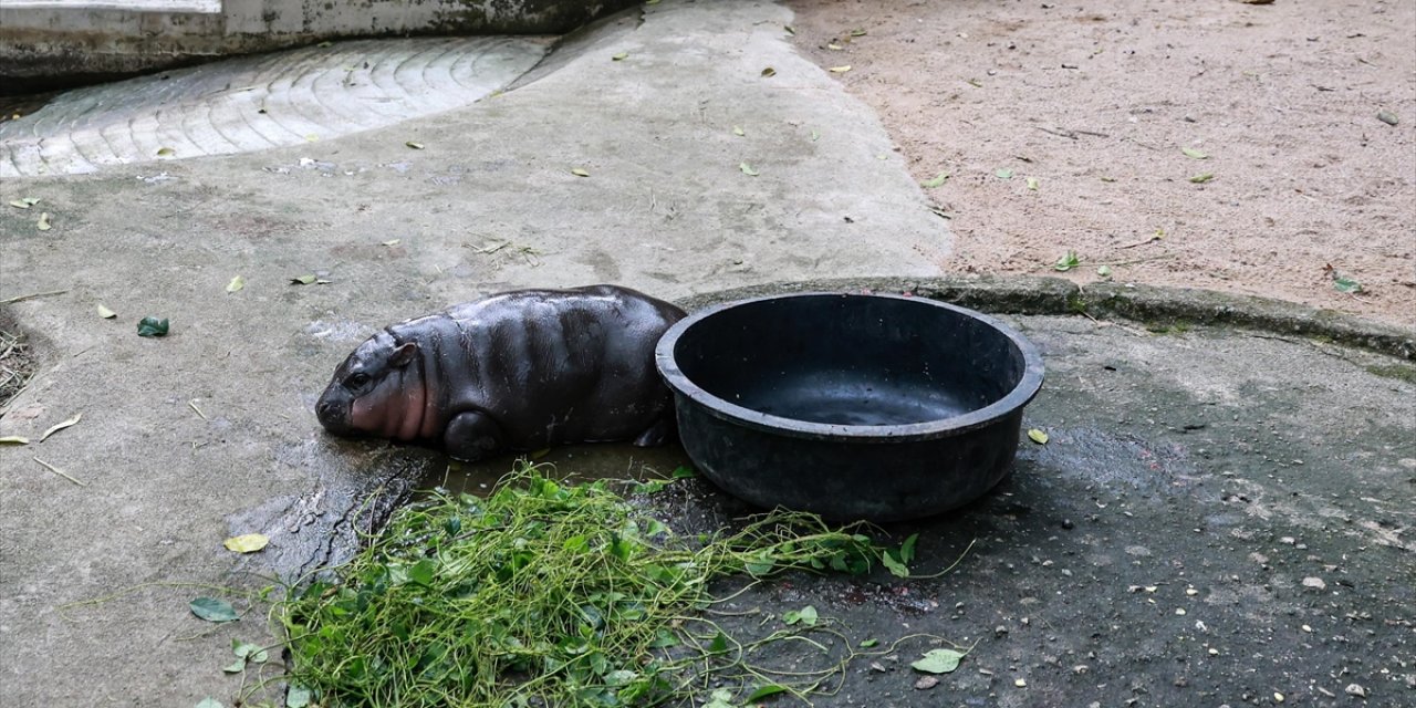 Tayland’da "Moo Deng" Adlı Cüce Su Aygırının Birinci Yaş Günü Kutlamasına Binlerce Kişi Katıldı