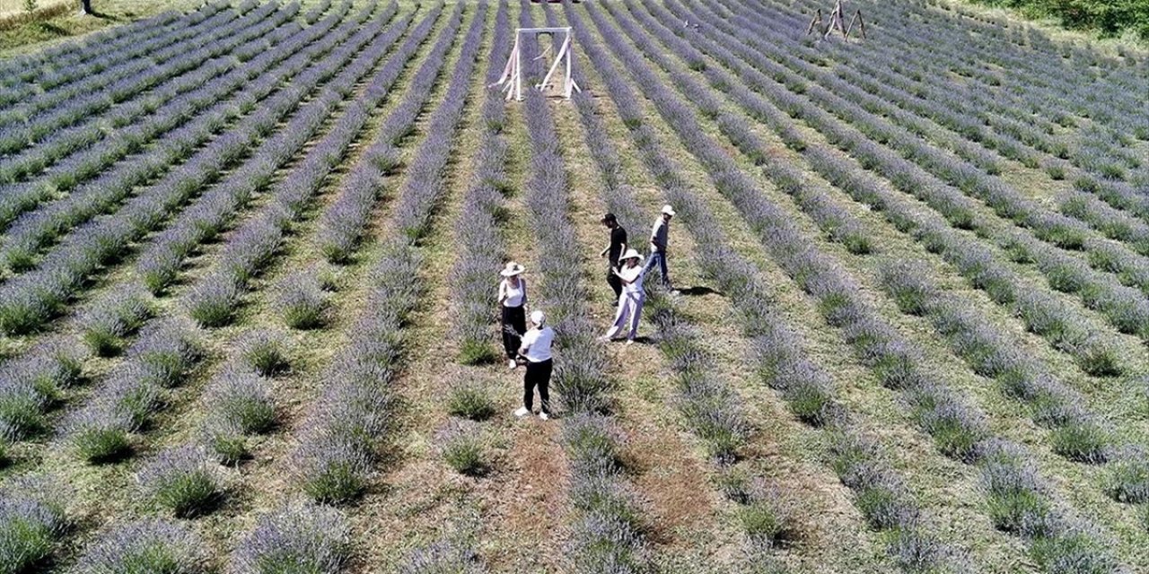 Girişimci Kadınların Kurduğu Lavanta Tarlaları Sinop Turizmini Renklendirdi