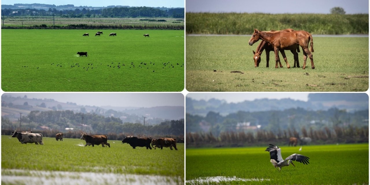 Kızılırmak Deltası Kuş Cenneti'ne Yeşilin En Güzel Tonları Hakim