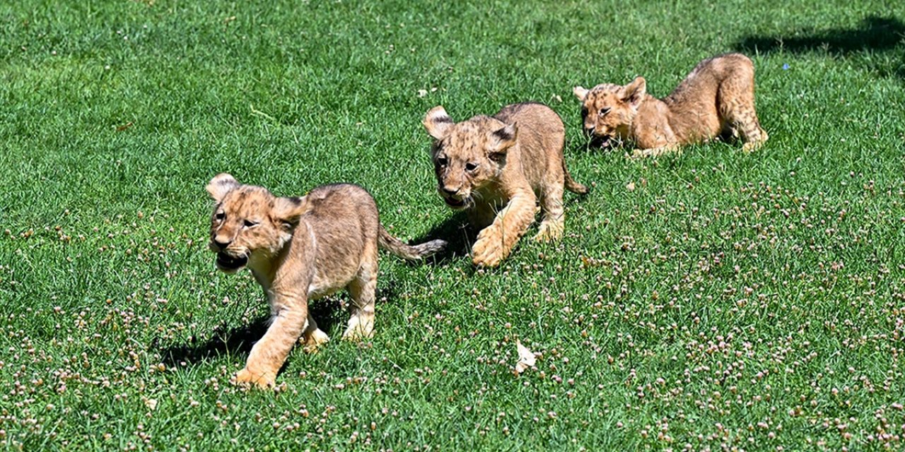 Cumhurbaşkanı Erdoğan'a Hediye Edilen Aslanların Yeni Doğan 3 Yavrusuna İsim Aranıyor