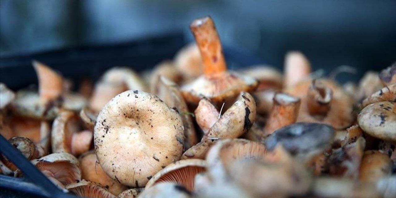 Mantarların Bilinçsizce Tüketimi Ölümcül Sonuçlara Yol Açabiliyor