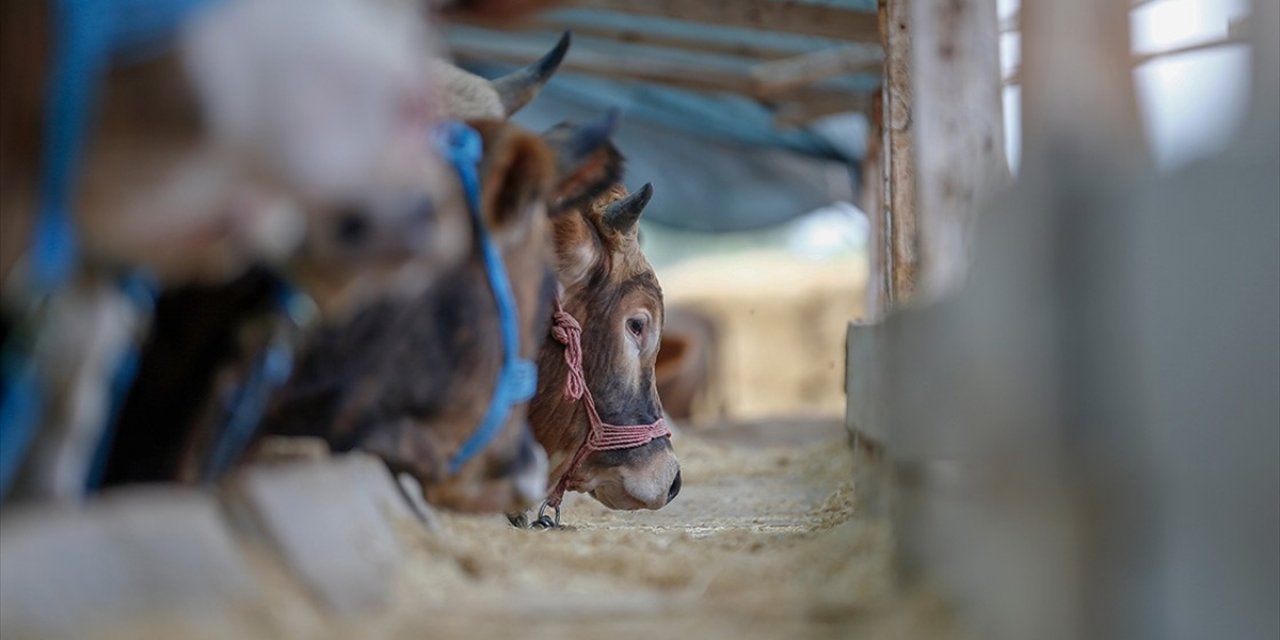 Hayvancılık Genel Müdürlüğünün Görev ve Yetkilerinde Düzenleme Yapıldı