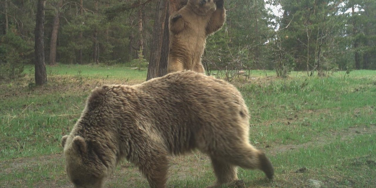 Sarıkamış Ormanlarında Ayıların Koku Bıraktığı Ağaçlara Bilimsel İnceleme