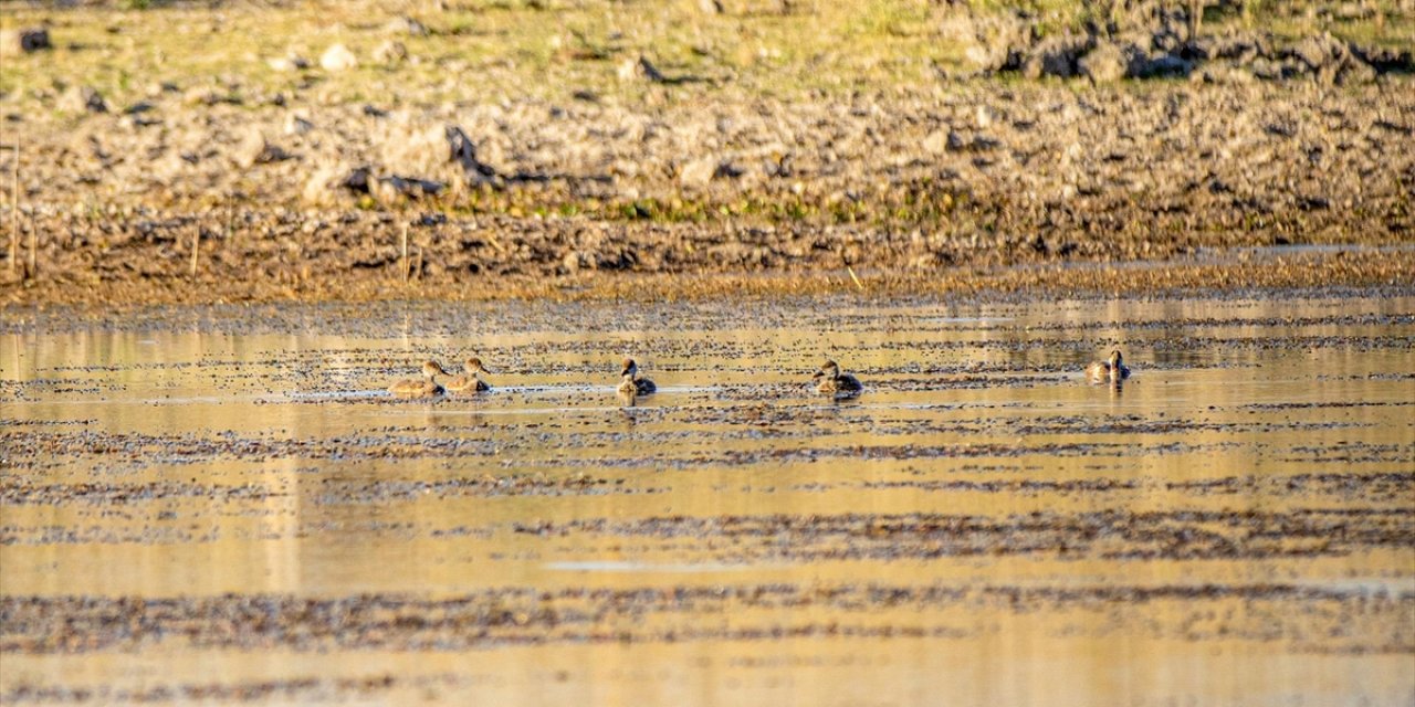 İklim Değişikliği Macar Ördeklerinin de Göç Alışkanlığını Değiştirdi