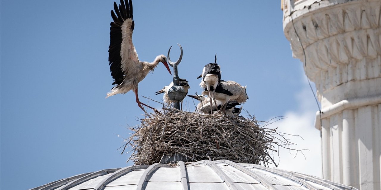 Cami Kubbesinin Üstüne Yuva Yapan Leylek Ailesi Mahallenin Neşesi Oldu