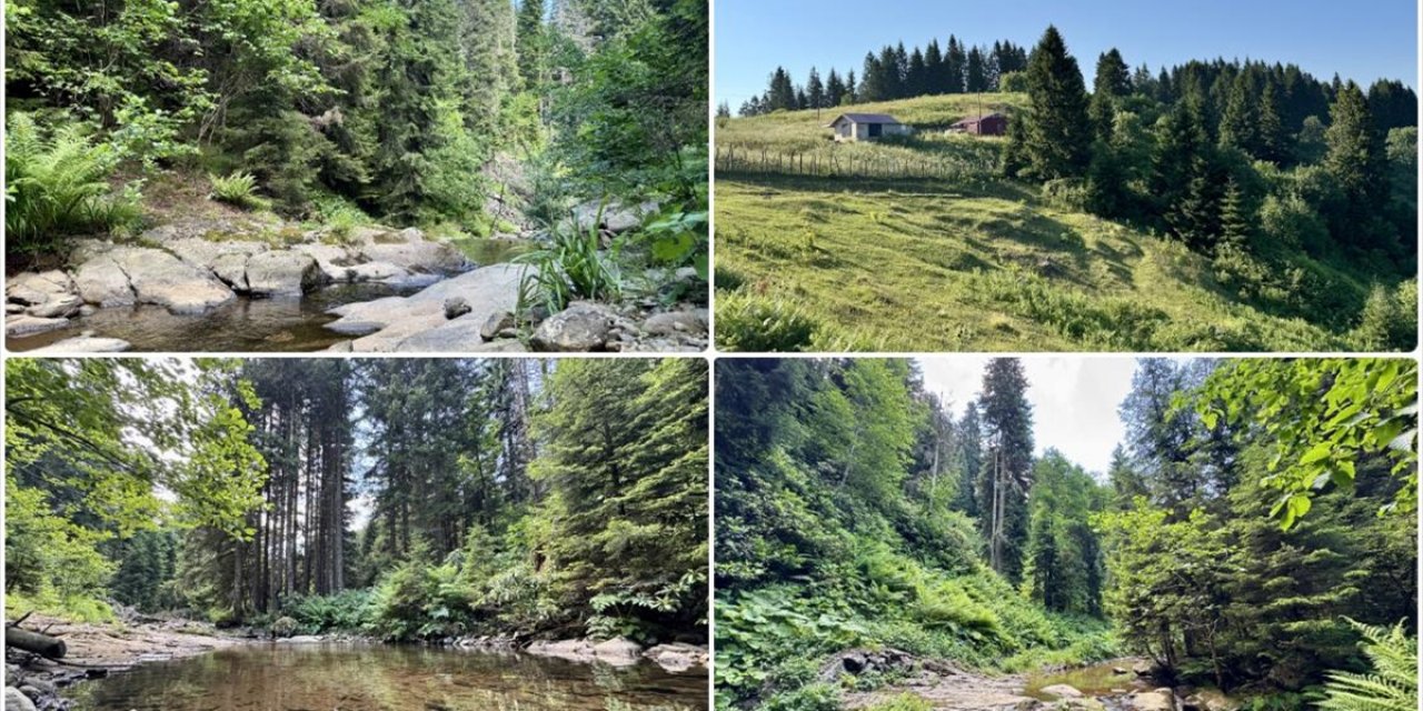 Giresun'daki Paşakonağı Yaylası Akarsularıyla Güzel Manzaralar Sunuyor