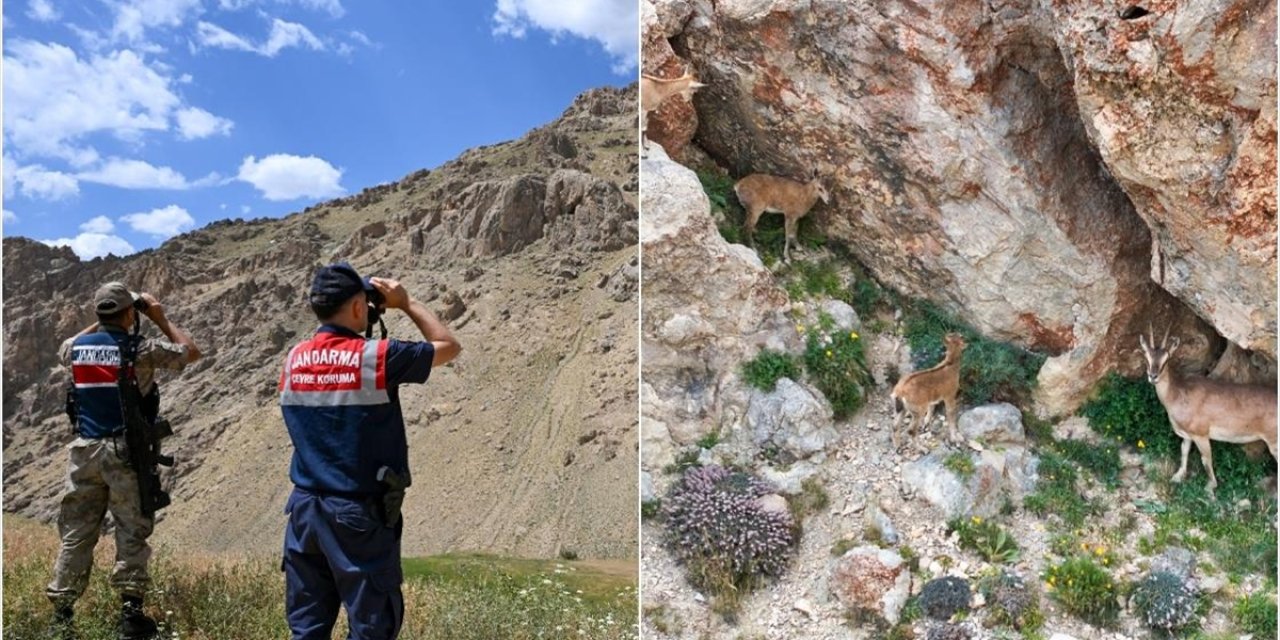 Van'da Popülasyonu Artan Yaban Keçileri Jandarma Ekiplerinin Korumasında