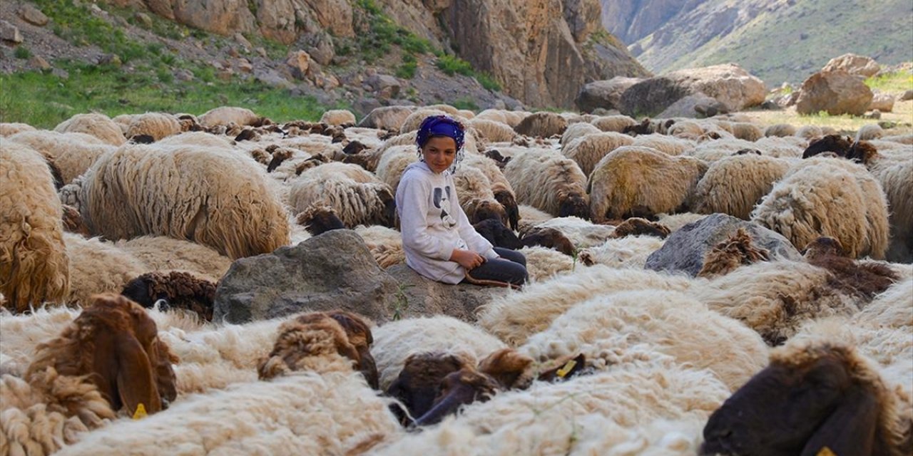 Göçer Ailelerin Yaylalardaki Yükünü Çocuklar Da Omuzluyor